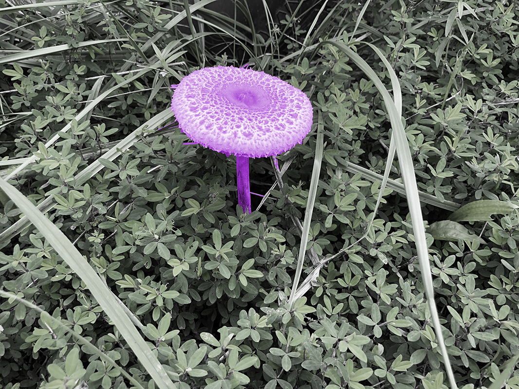 Mushroom which is an unrealistic shade of purple.